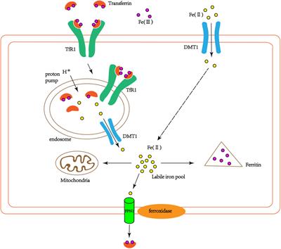 Iron and Alzheimer’s Disease: From Pathogenesis to Therapeutic Implications